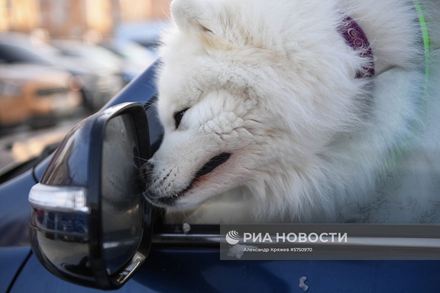 Соревнования по ездовому спорту в Новосибирской области