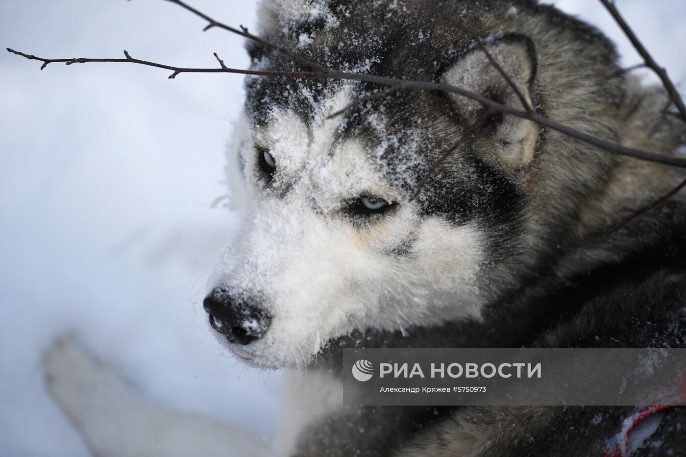 Соревнования по ездовому спорту в Новосибирской области