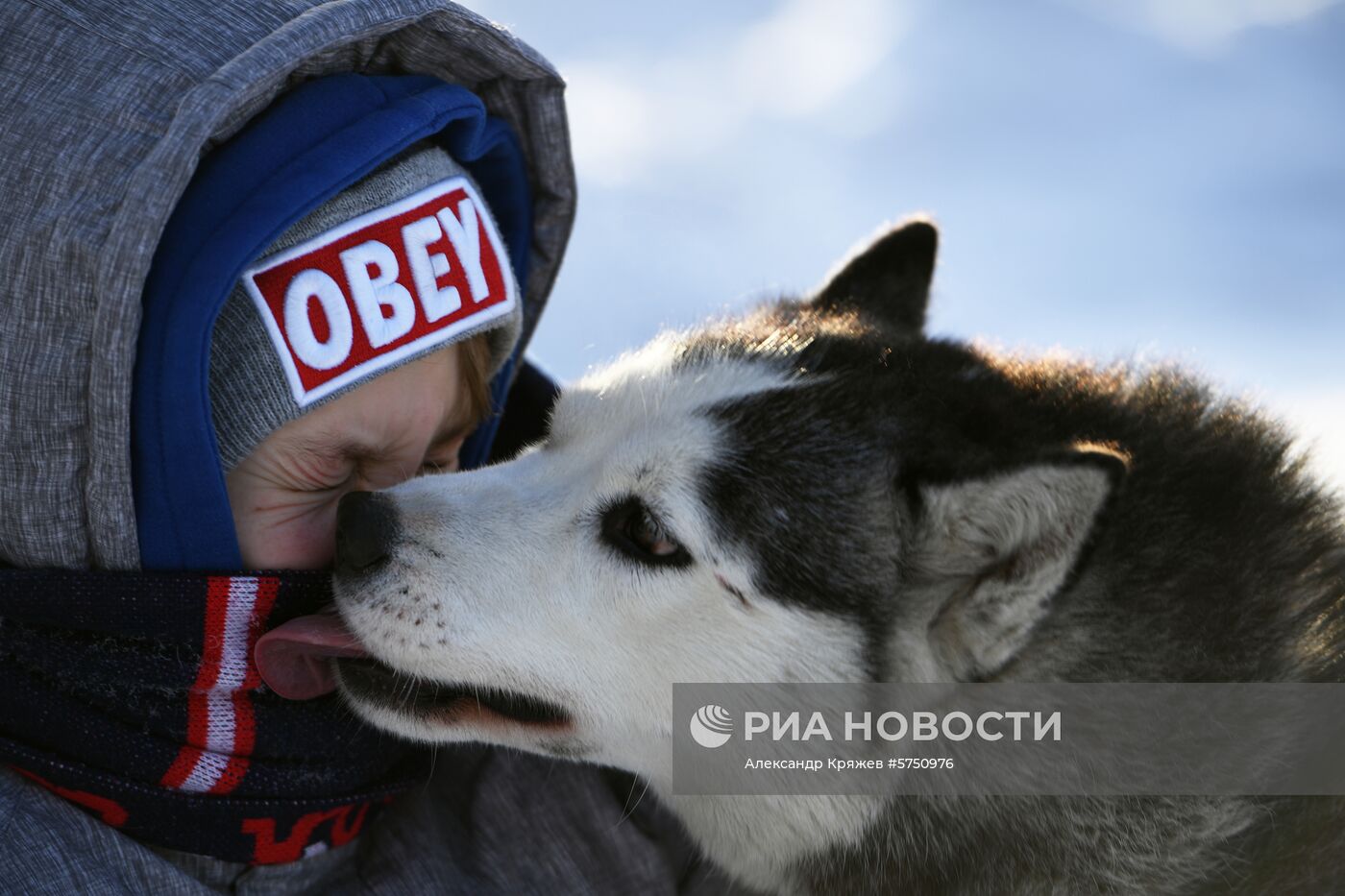 Соревнования по ездовому спорту в Новосибирской области