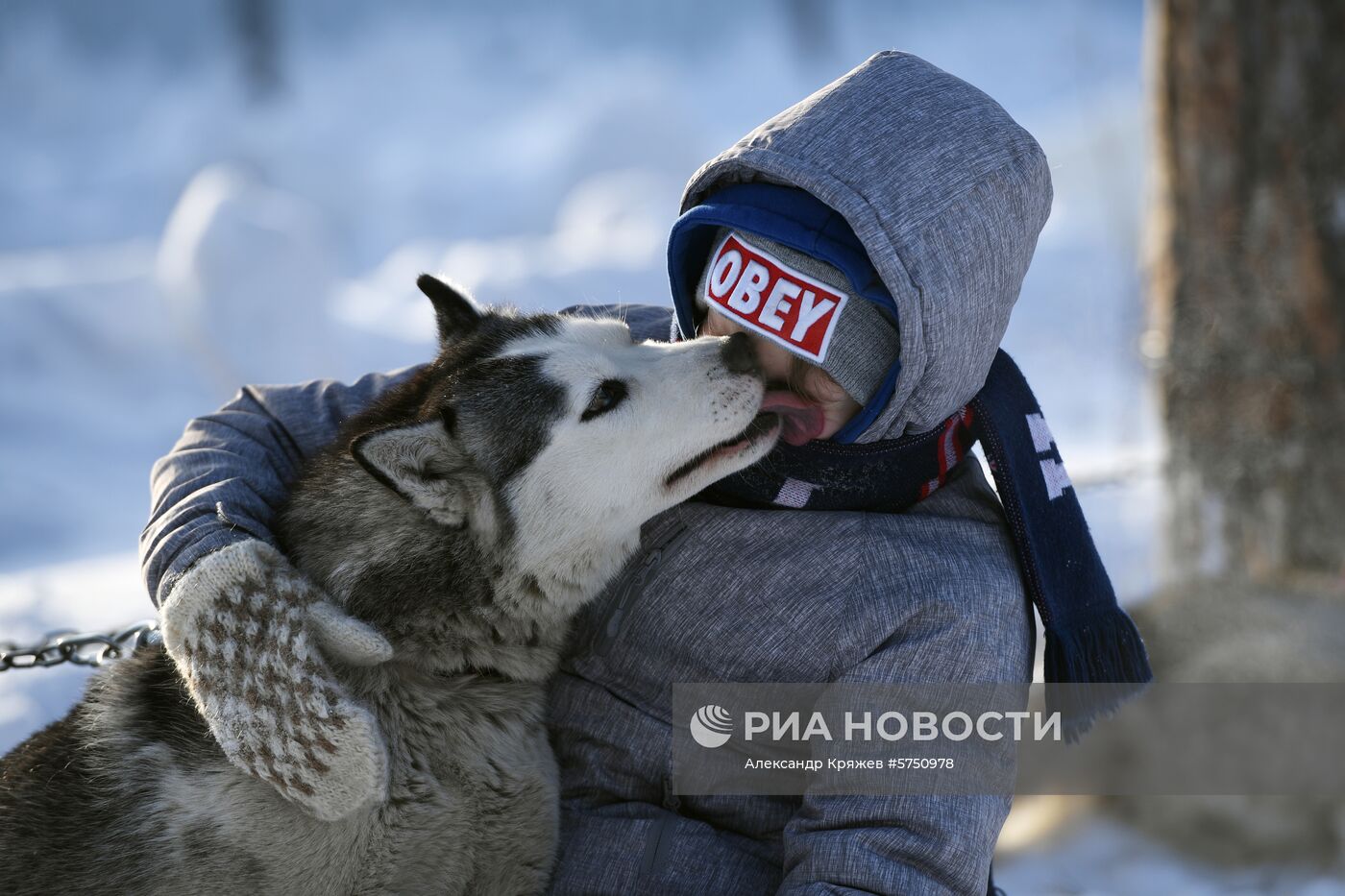Соревнования по ездовому спорту в Новосибирской области