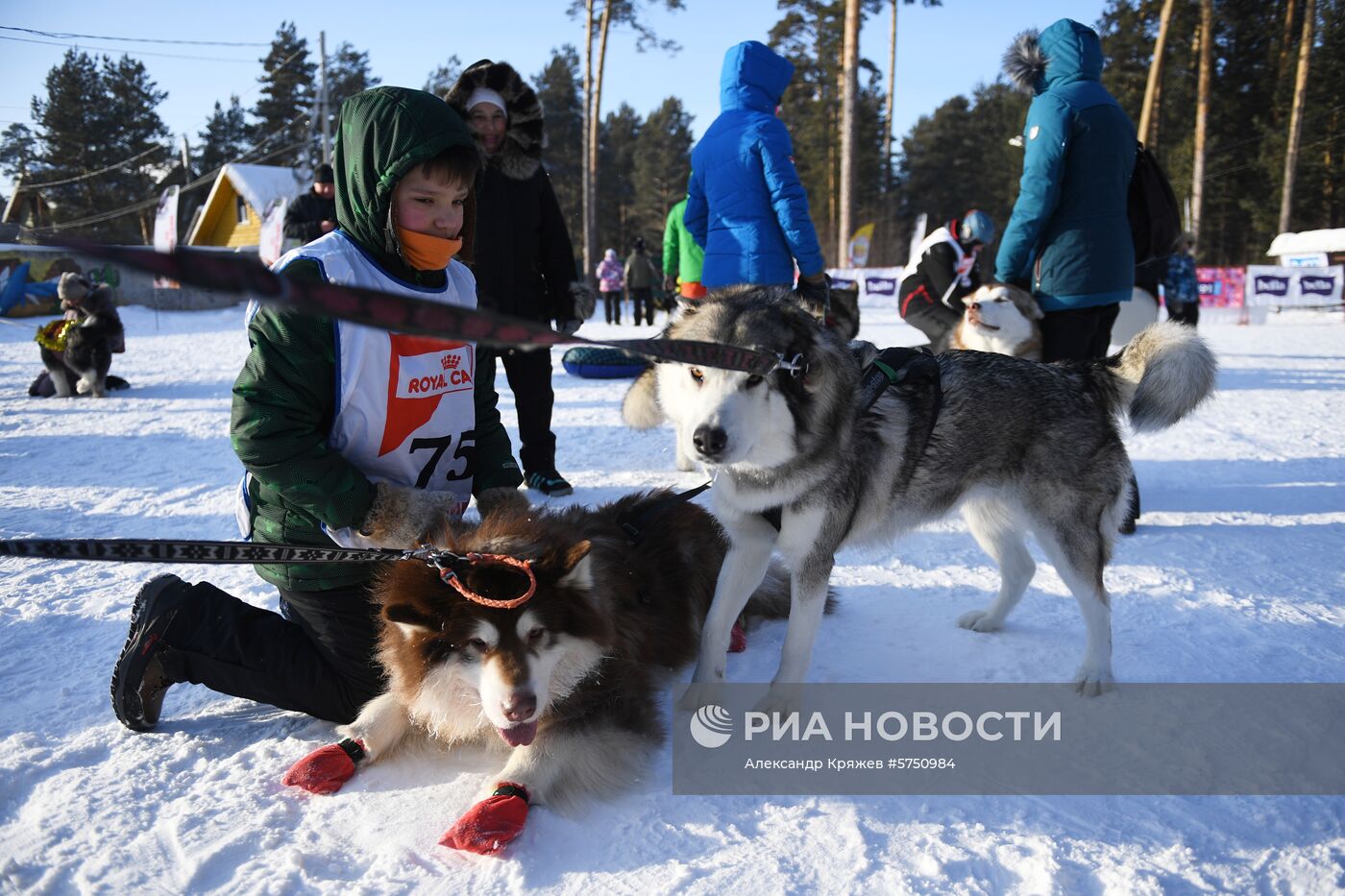 Соревнования по ездовому спорту в Новосибирской области