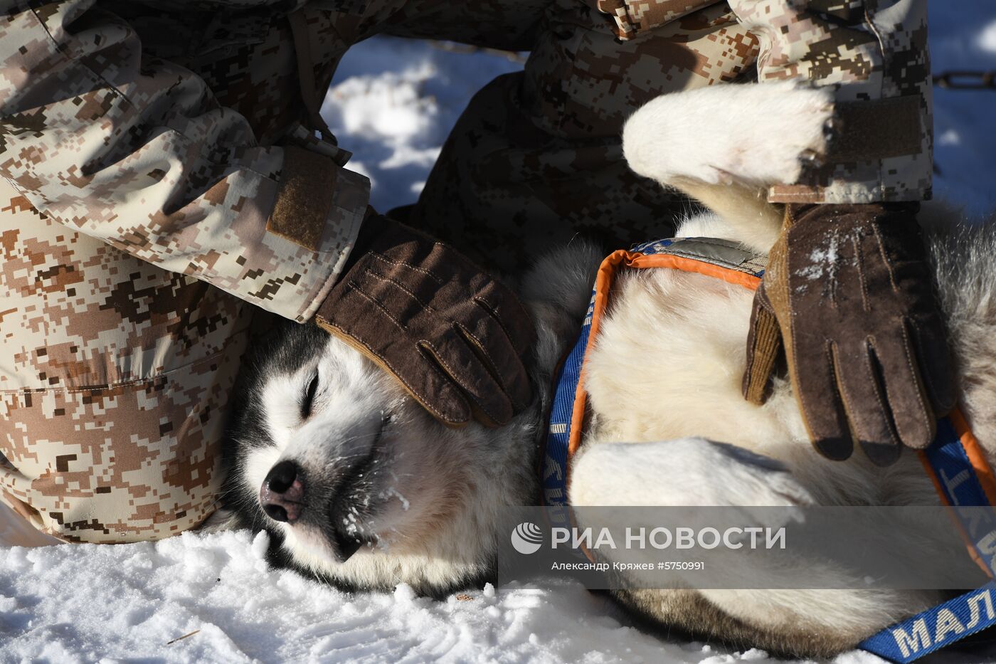 Соревнования по ездовому спорту в Новосибирской области