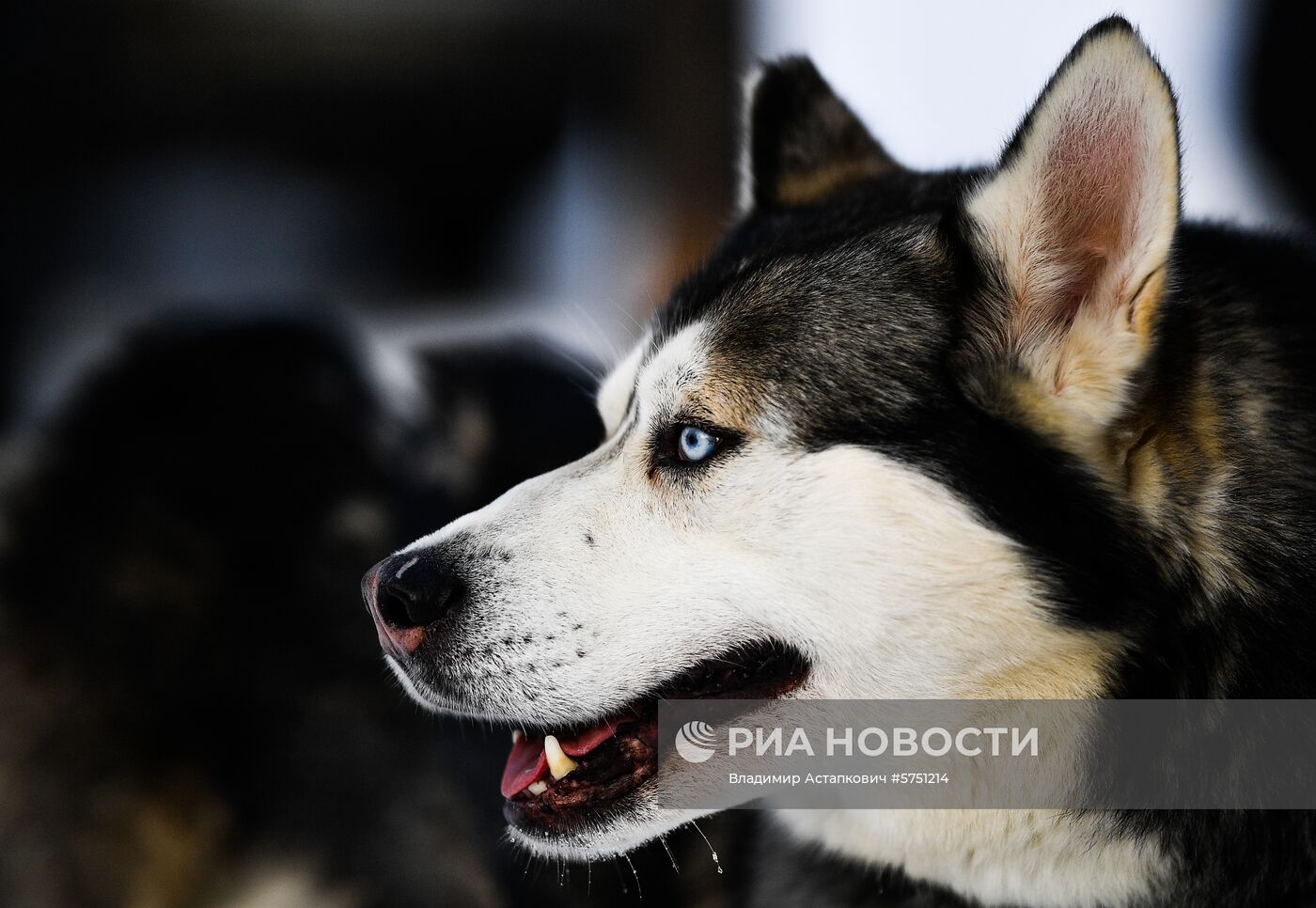 Катания на оленьих и собачьих упряжках в парке "Царицыно"