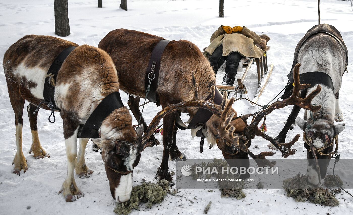 Катания на оленьих и собачьих упряжках в парке "Царицыно"