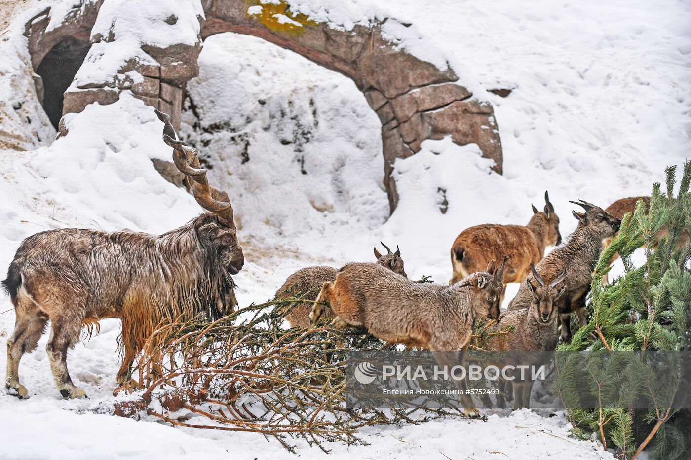 Обитателям зоопарка подарили более 1000 елок