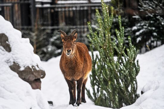 Обитателям зоопарка подарили более 1000 елок