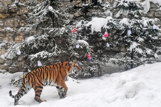 Обитателям зоопарка подарили более 1000 елок