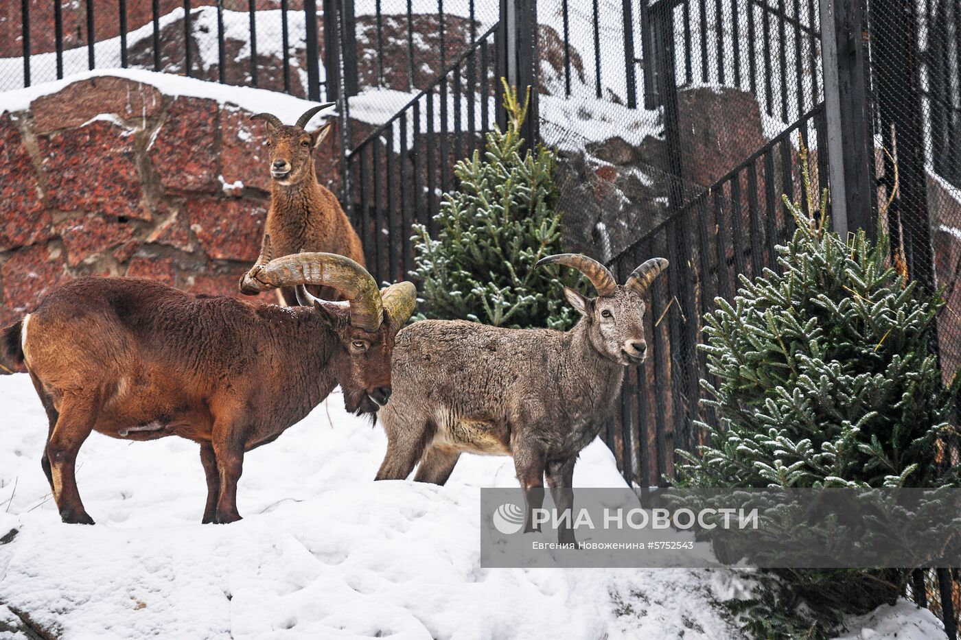 Обитателям зоопарка подарили более 1000 елок