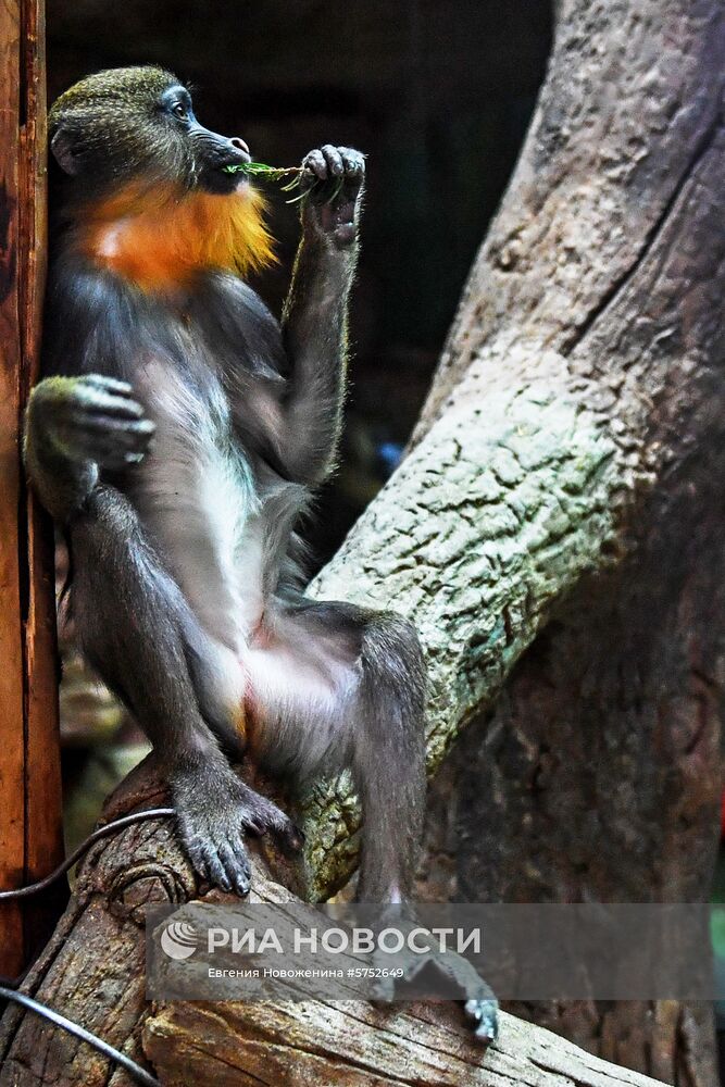 Обитателям зоопарка подарили более 1000 елок