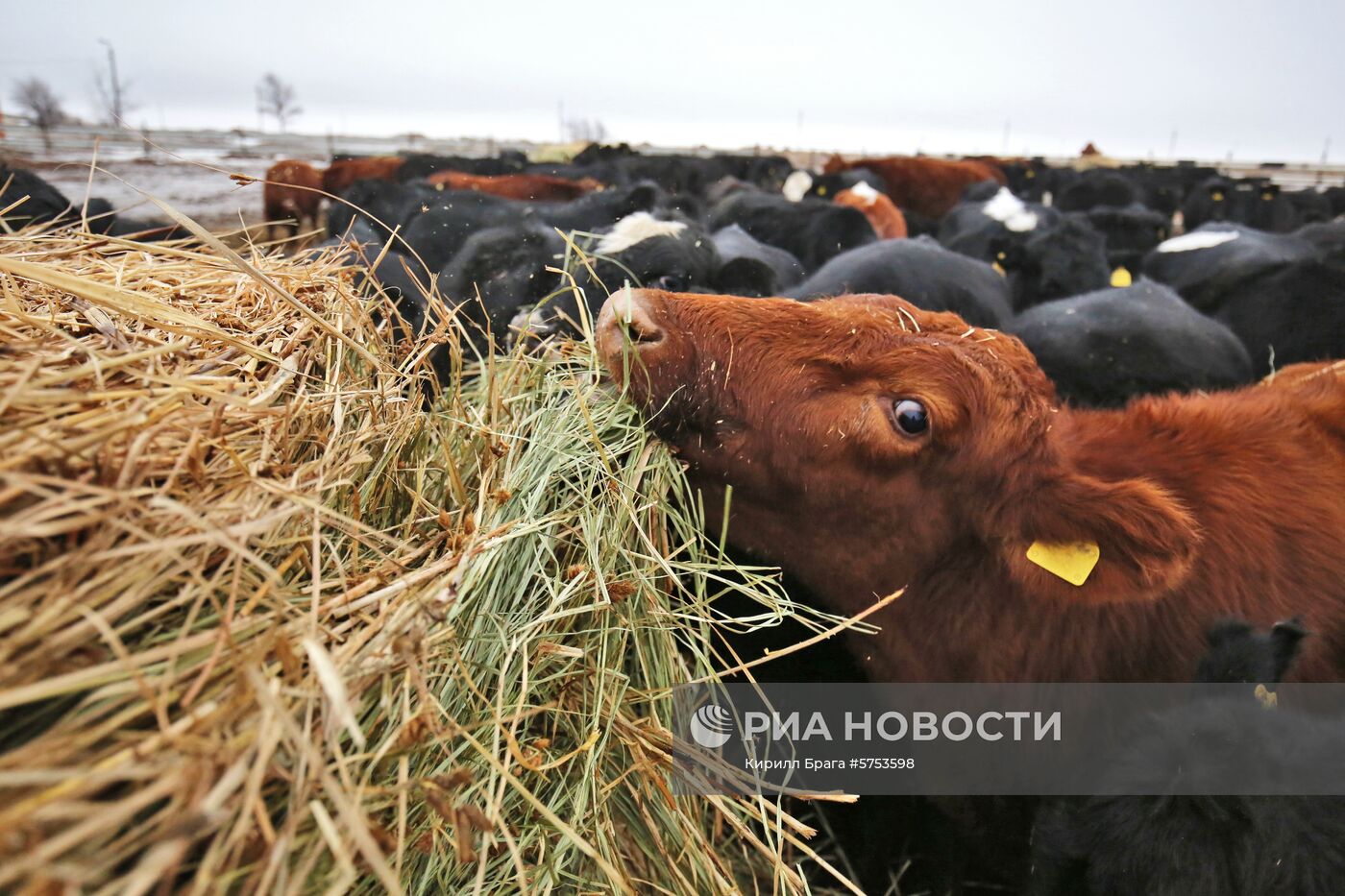  Крестьянско-фермерское хозяйство в Волгоградской области