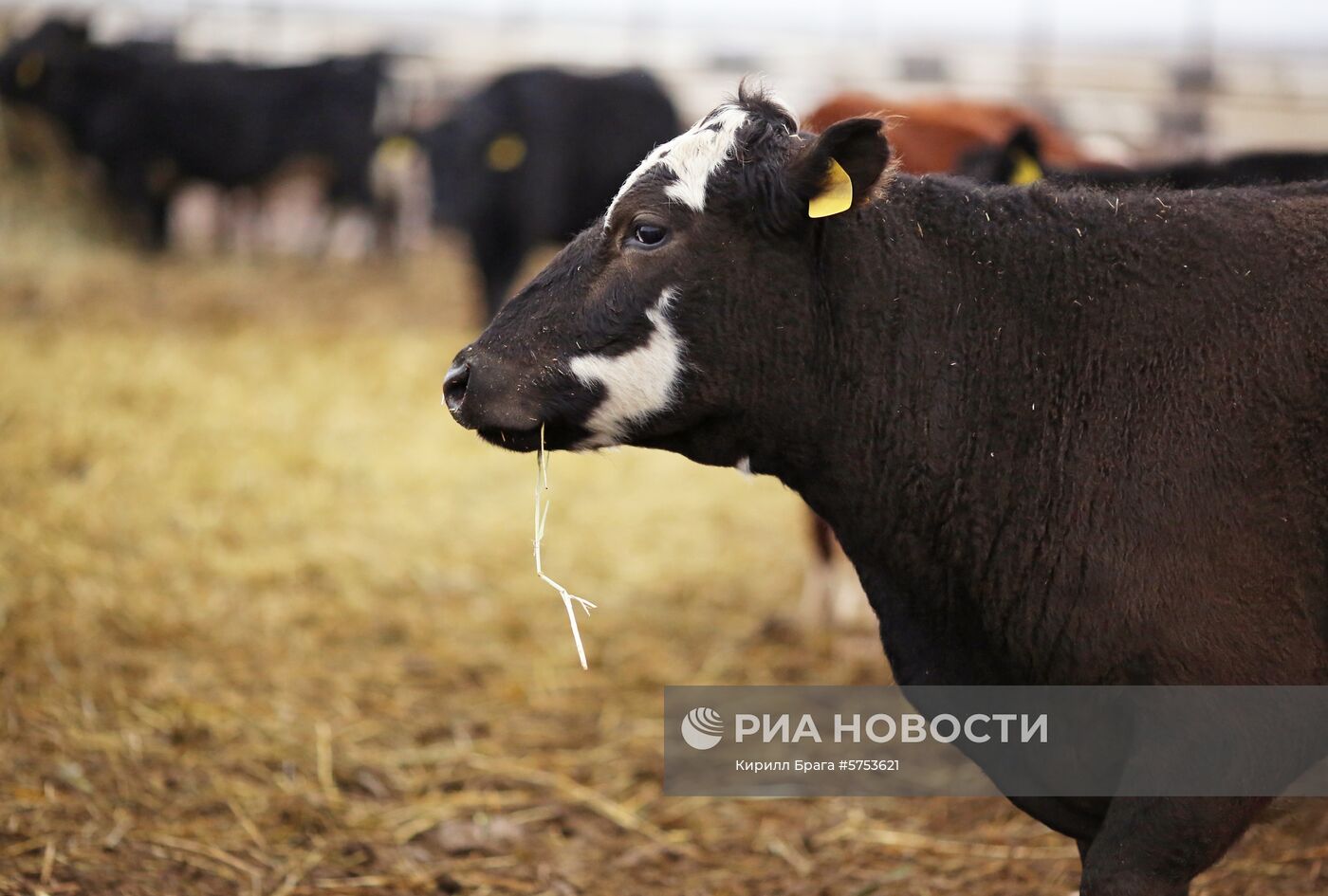  Крестьянско-фермерское хозяйство в Волгоградской области