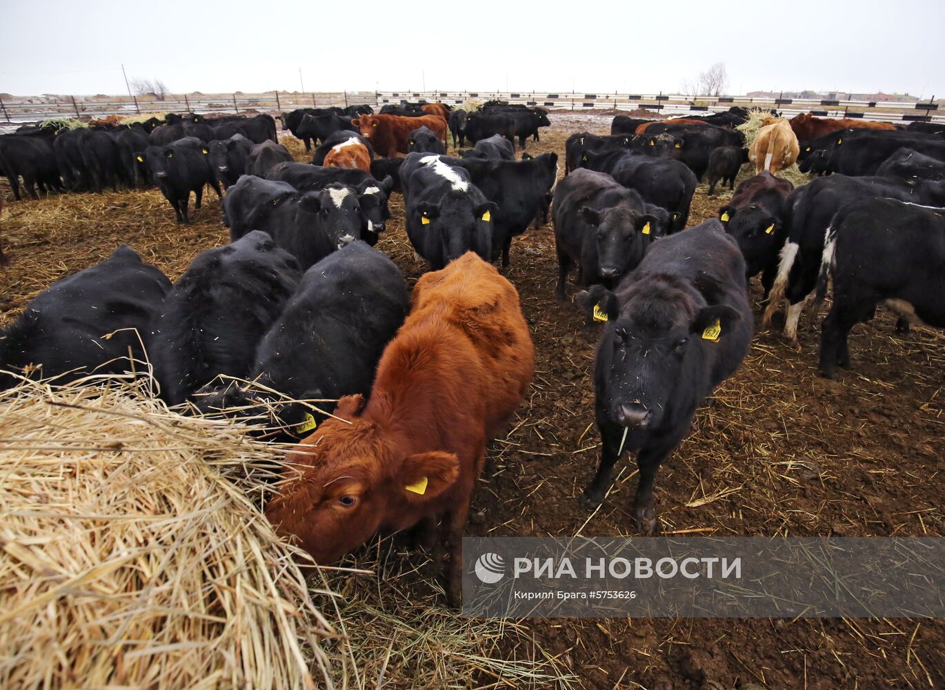  Крестьянско-фермерское хозяйство в Волгоградской области