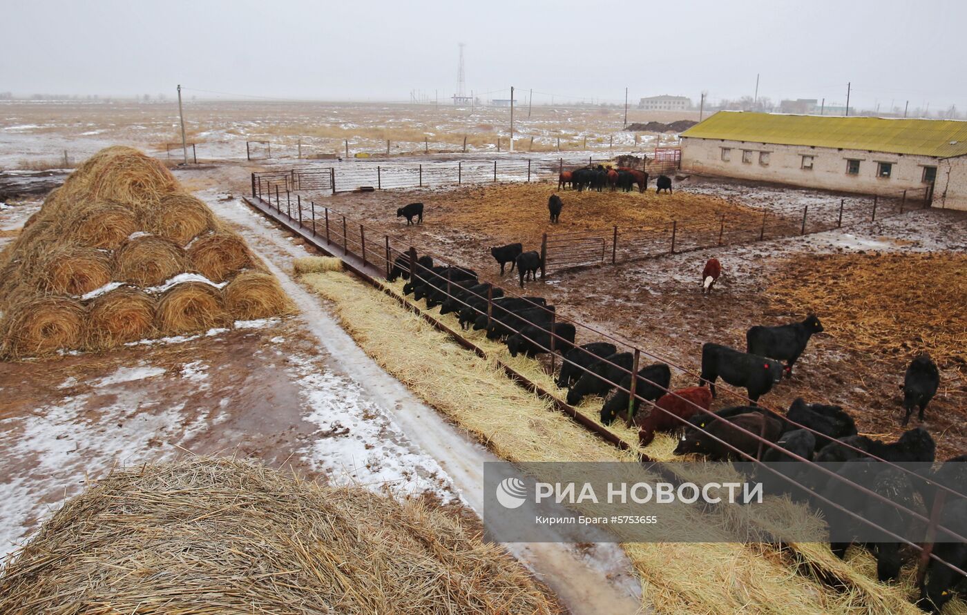  Крестьянско-фермерское хозяйство в Волгоградской области