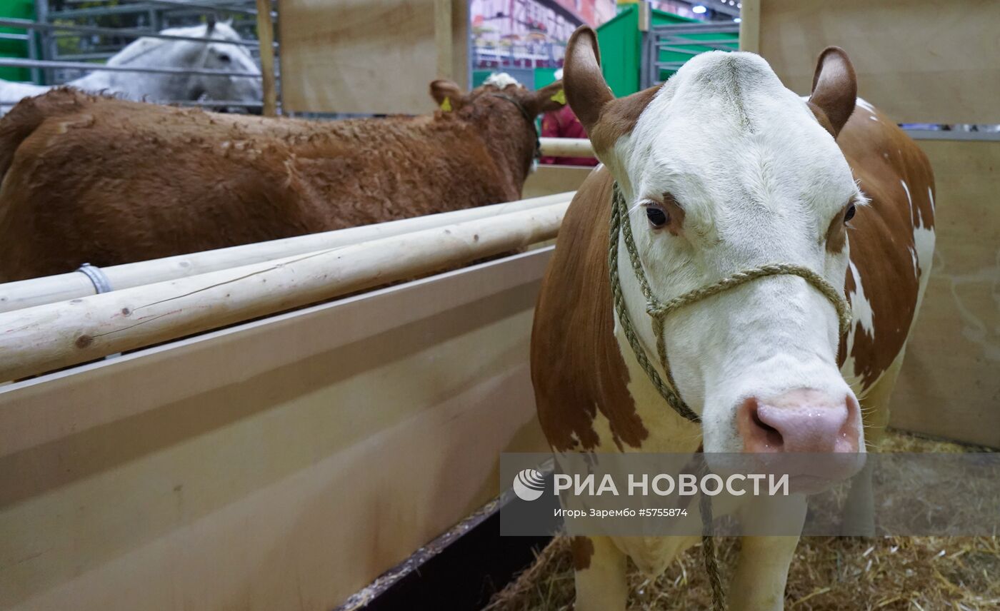 Открытие международной аграрной выставки "Зеленая неделя" в Берлине