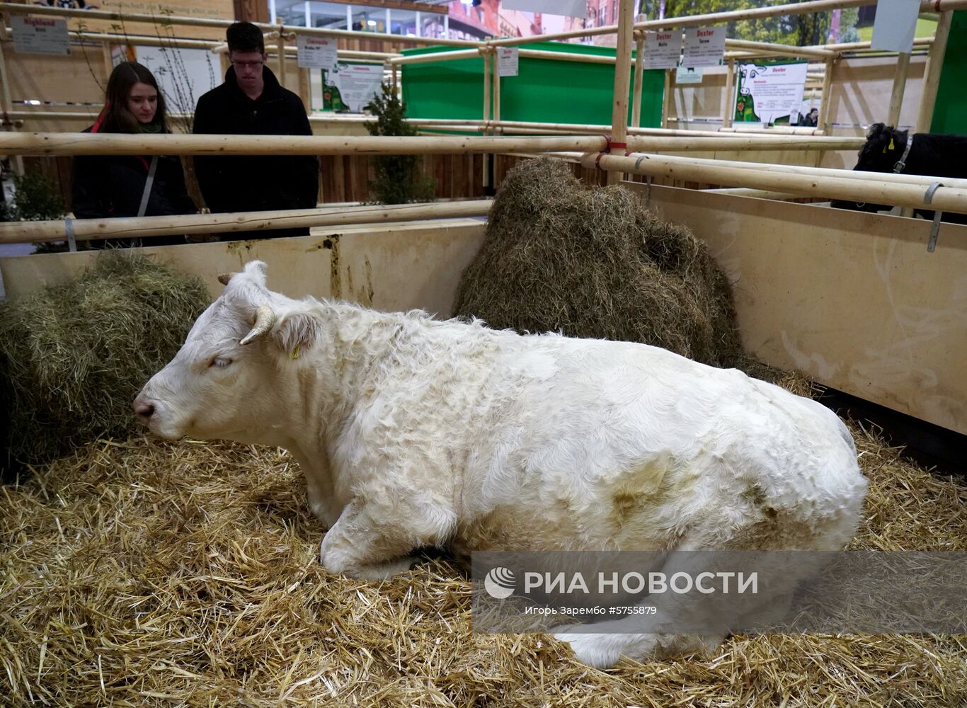 Открытие международной аграрной выставки "Зеленая неделя" в Берлине