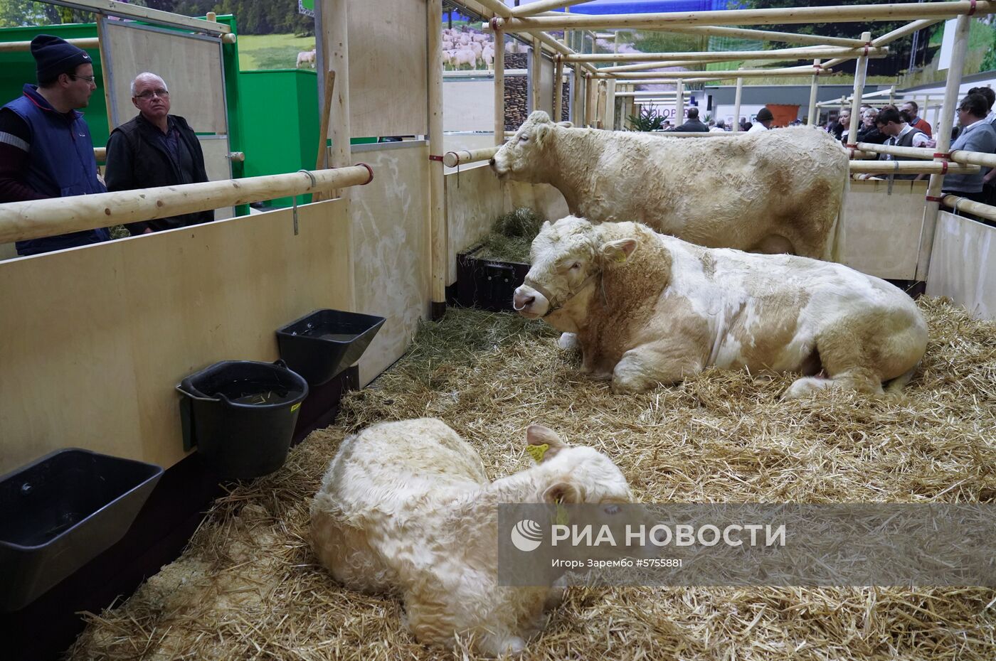 Открытие международной аграрной выставки "Зеленая неделя" в Берлине