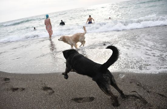Собаки на пляже в Судаке.