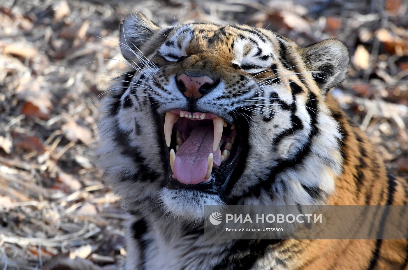 Тигр Амур в Приморском сафари-парке