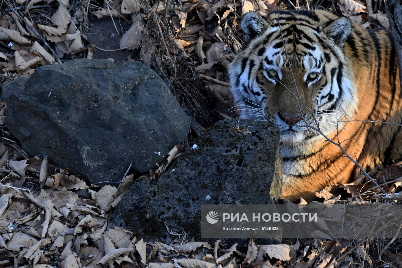 Тигр Амур в Приморском сафари-парке
