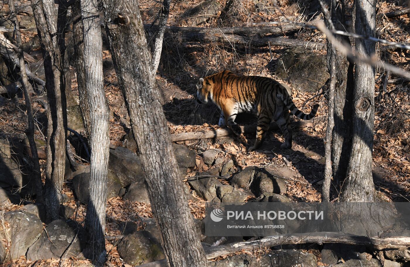 Тигр Амур в Приморском сафари-парке