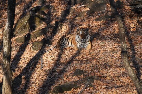 Тигр Амур в Приморском сафари-парке