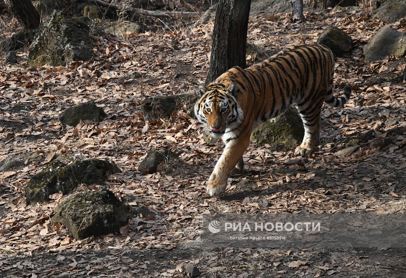Тигр Амур в Приморском сафари-парке