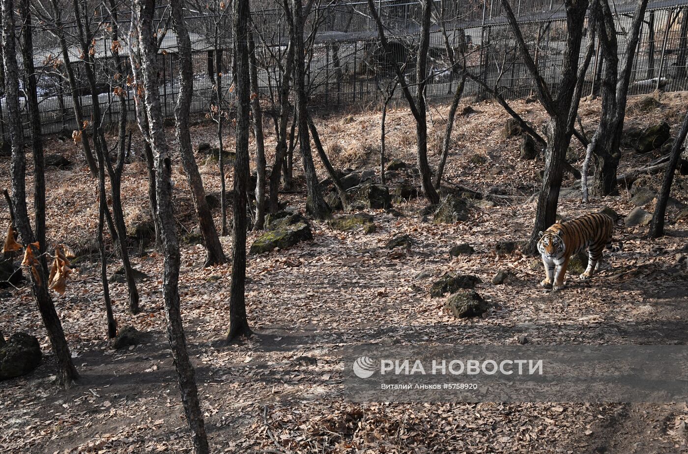 Тигр Амур в Приморском сафари-парке