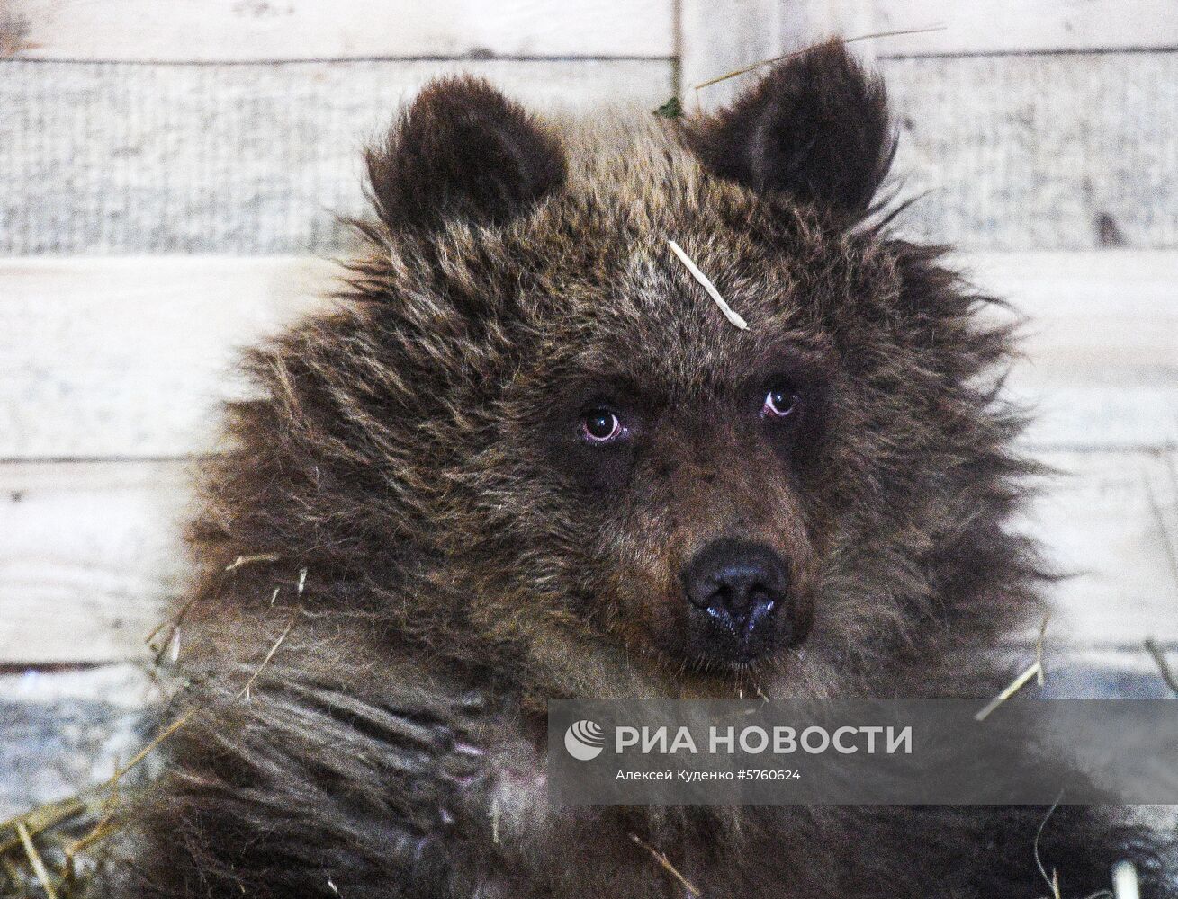 Спасенную на Камчатке медведицу Машу привезли в центр реабилитации в Калуге