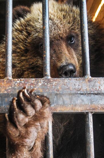 Спасенную на Камчатке медведицу Машу привезли в центр реабилитации в Калуге