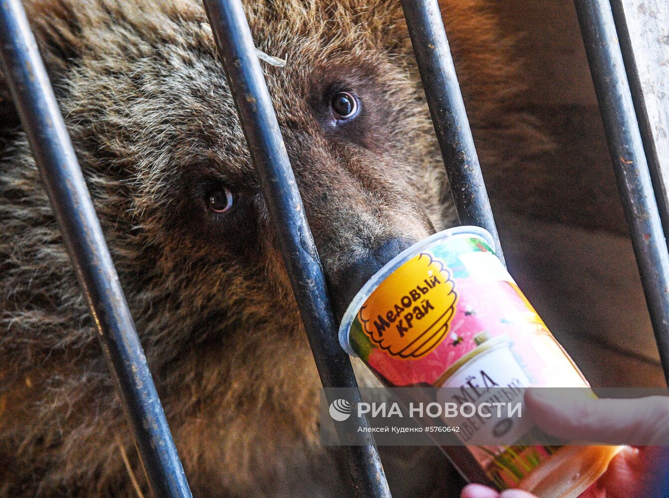 Спасенную на Камчатке медведицу Машу привезли в центр реабилитации в Калуге