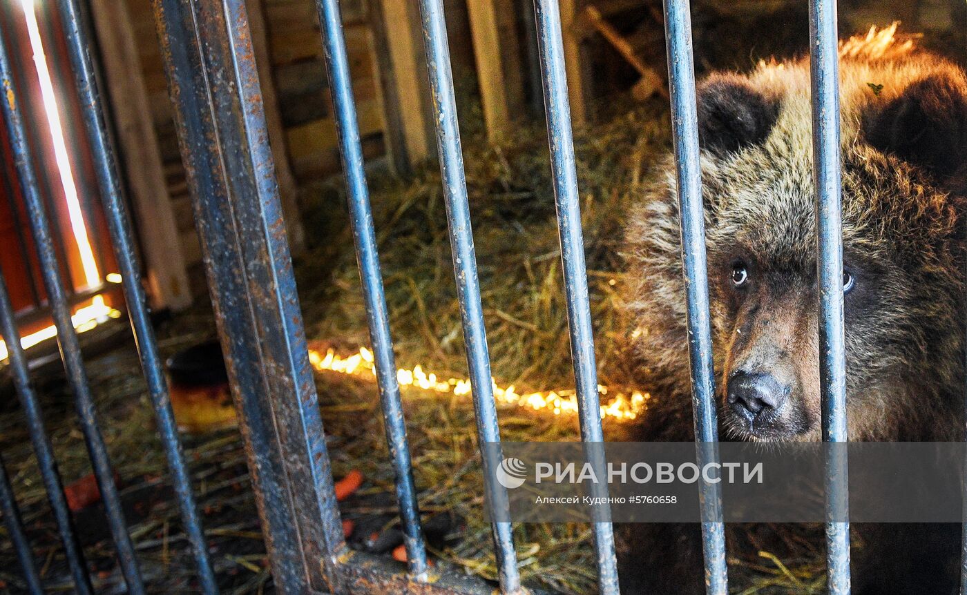 Спасенную на Камчатке медведицу Машу привезли в центр реабилитации в Калуге