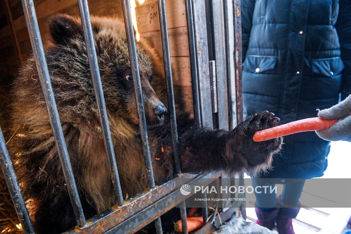 Спасенную на Камчатке медведицу Машу привезли в центр реабилитации в Калуге