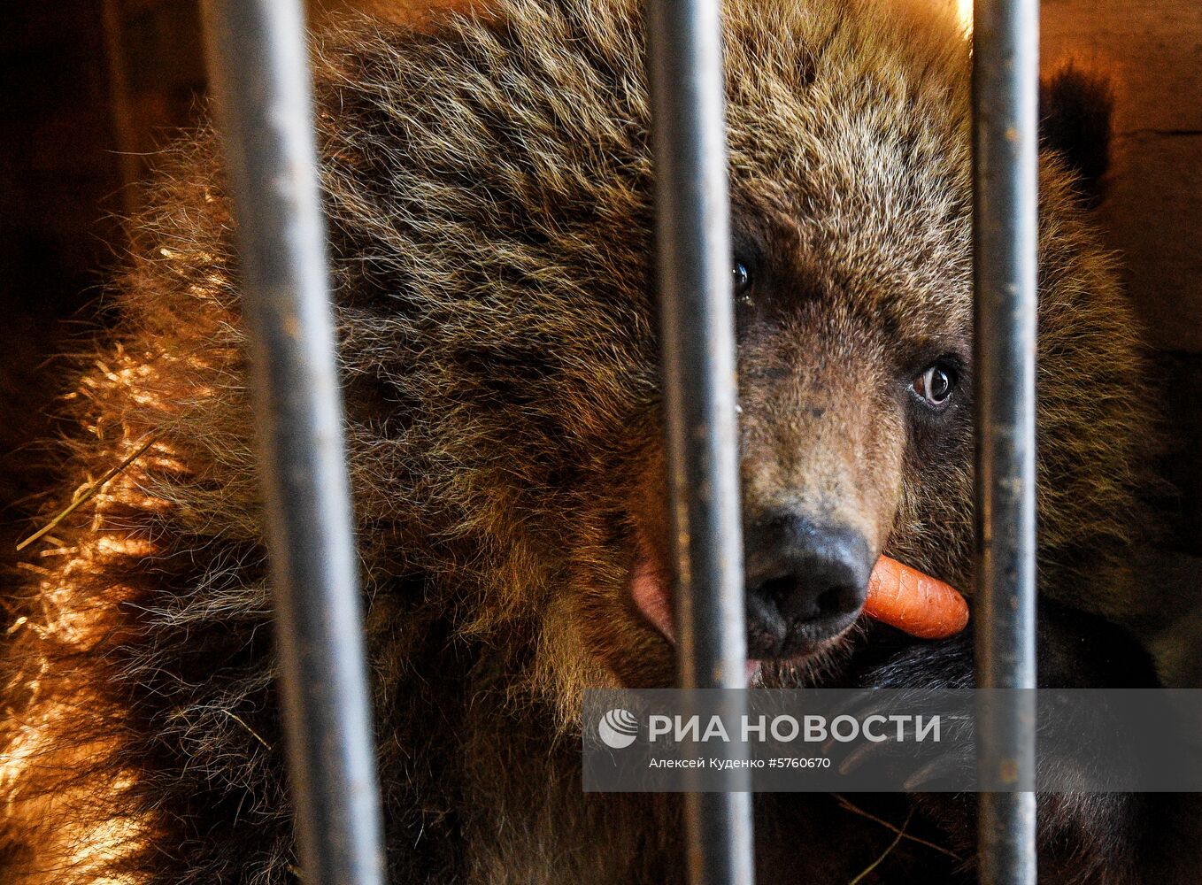 Спасенную на Камчатке медведицу Машу привезли в центр реабилитации в Калуге