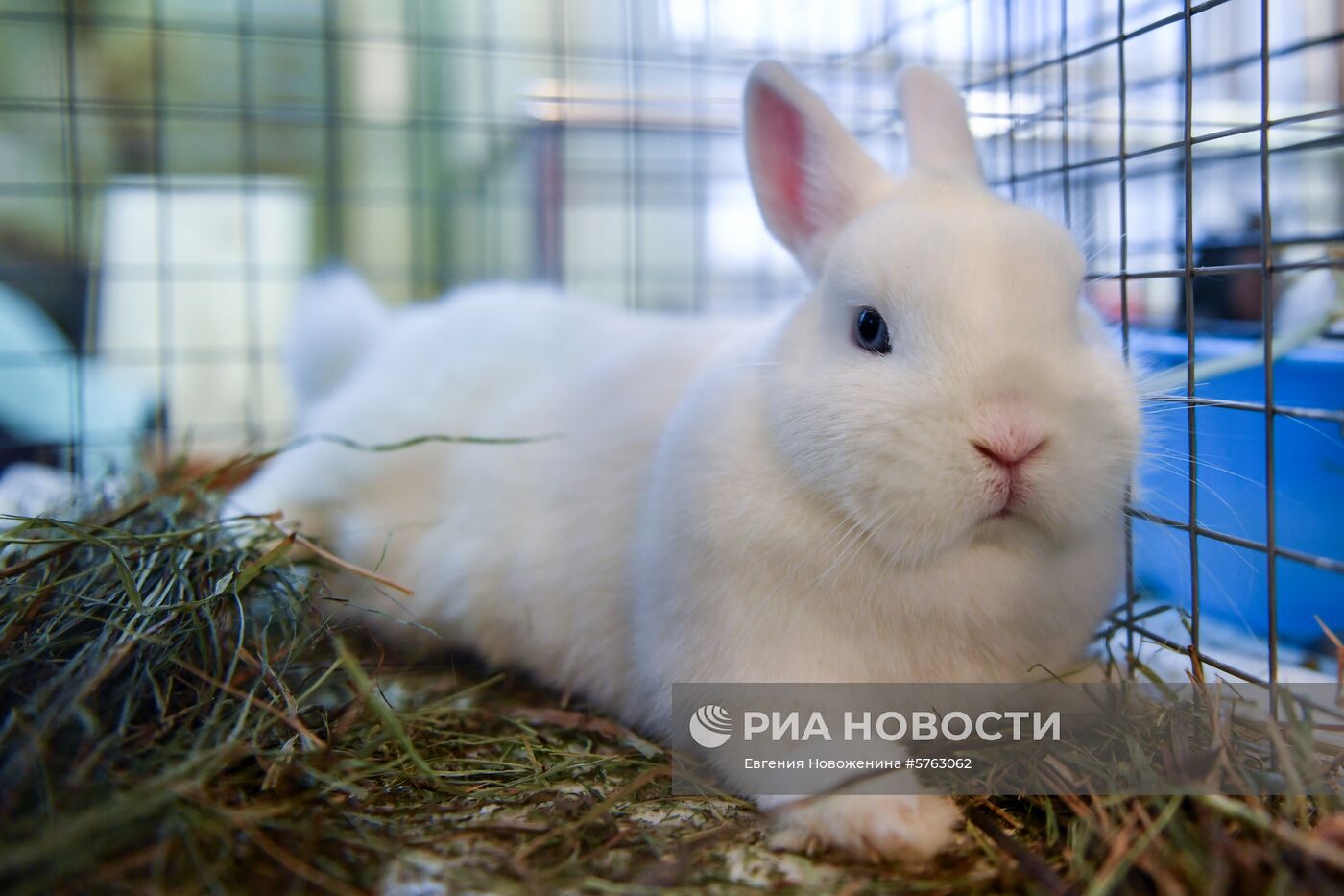 Выставка декоративных кроликов