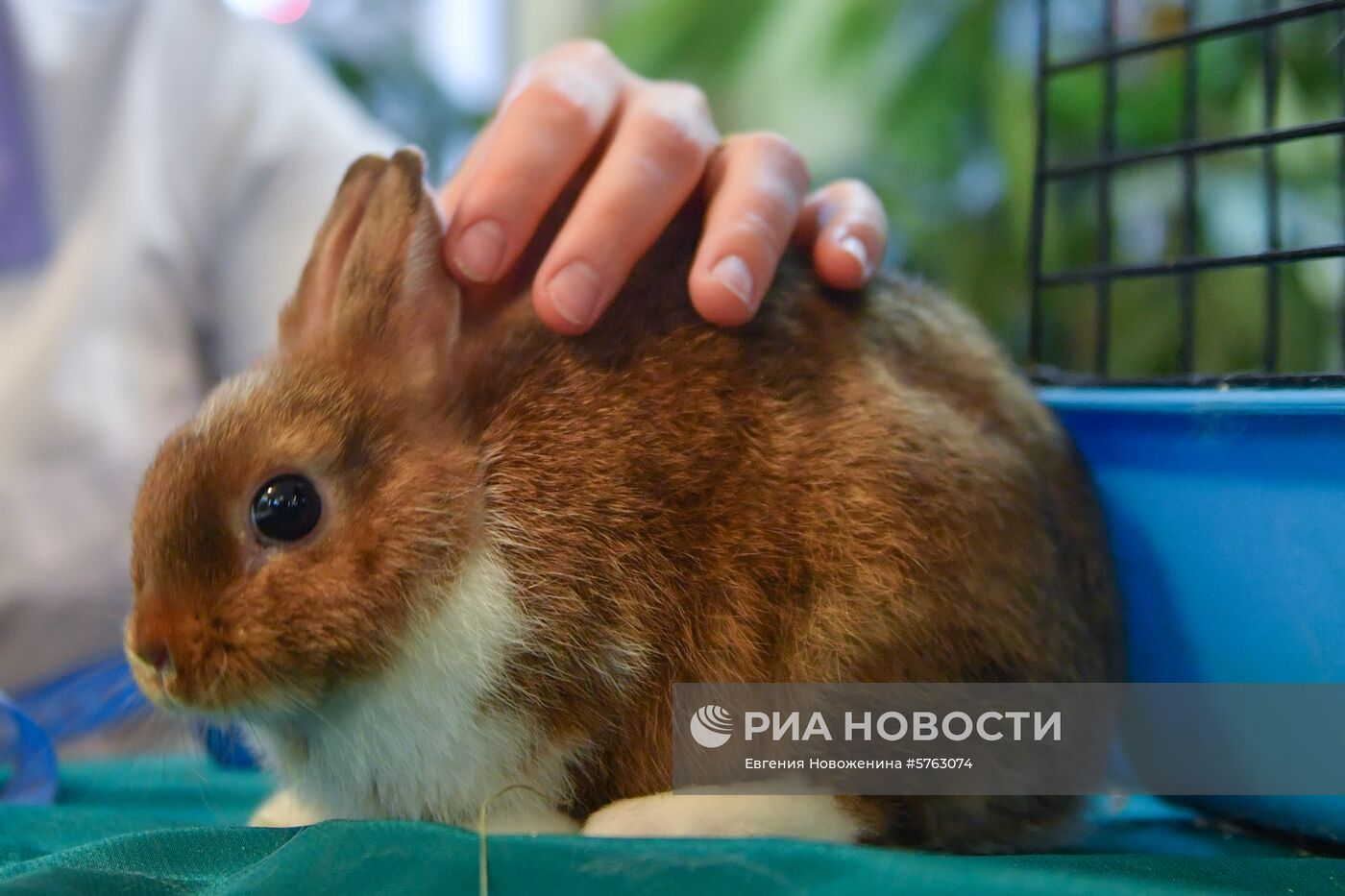 Выставка декоративных кроликов