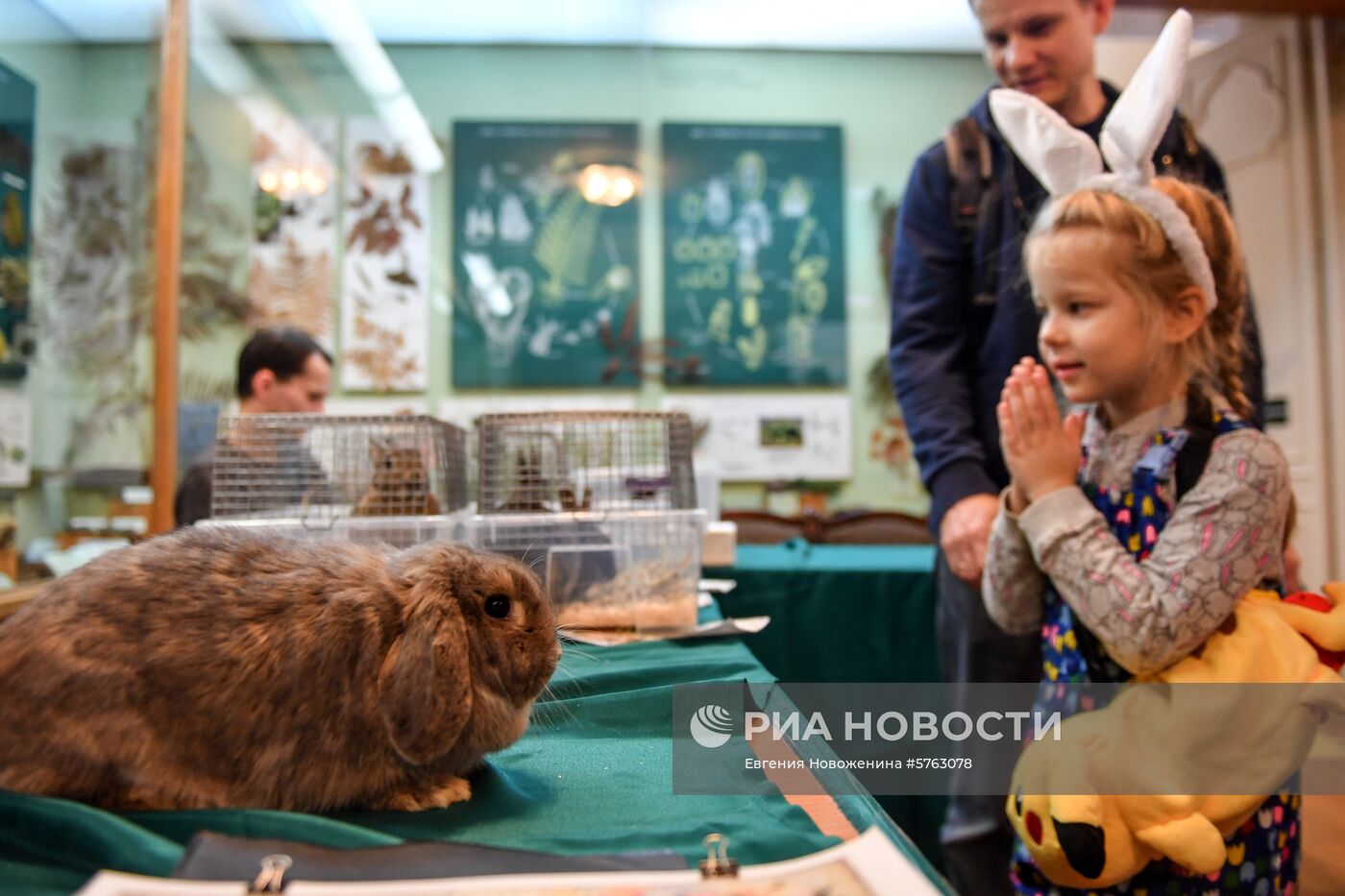 Выставка декоративных кроликов