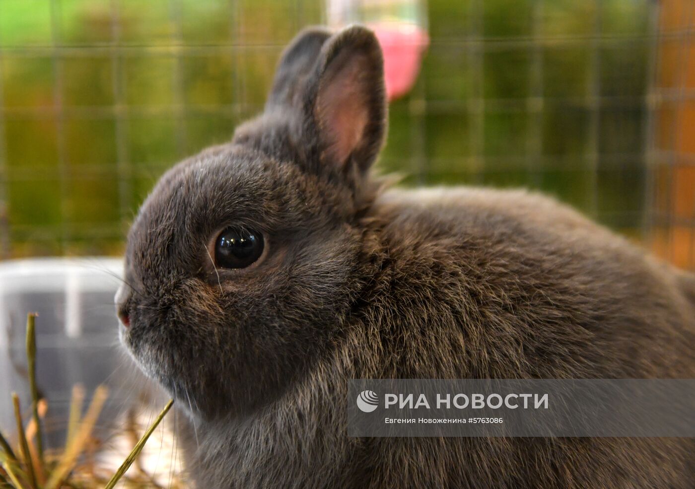 Выставка декоративных кроликов