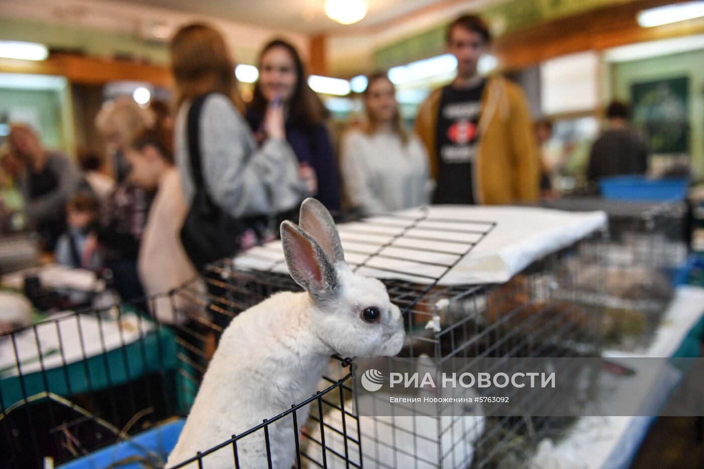 Выставка декоративных кроликов