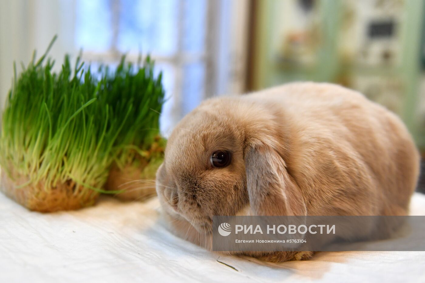 Выставка декоративных кроликов