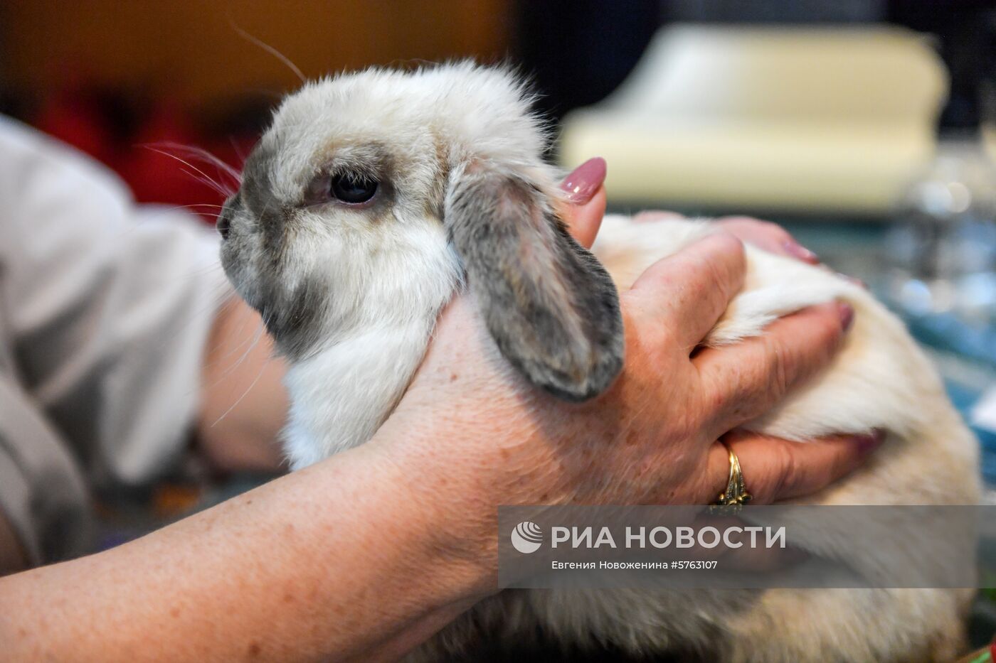 Выставка декоративных кроликов