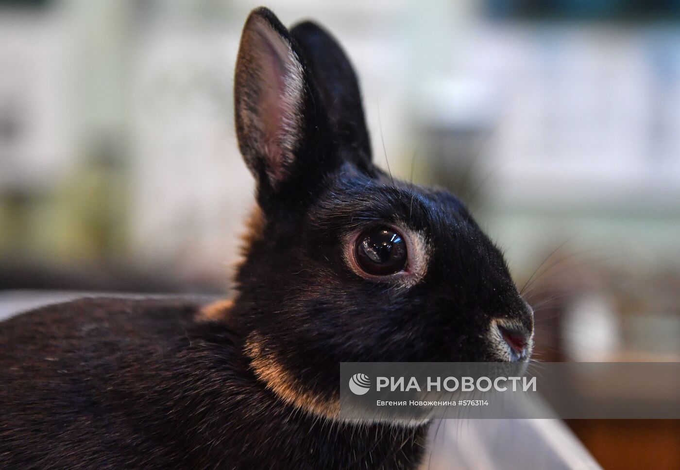 Выставка декоративных кроликов