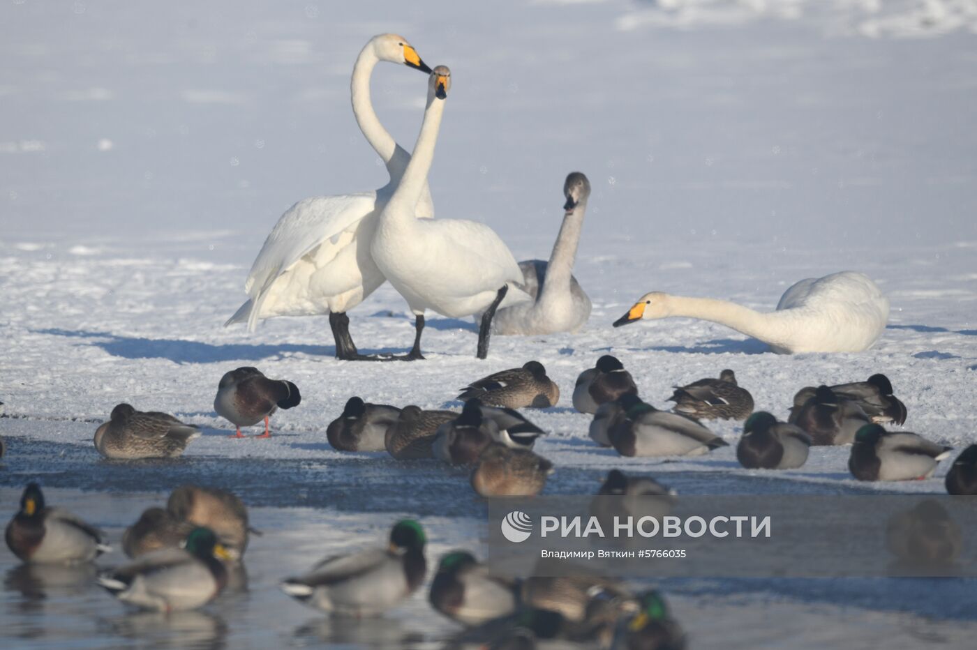 Государственный природный комплексный заказник "Лебединый"