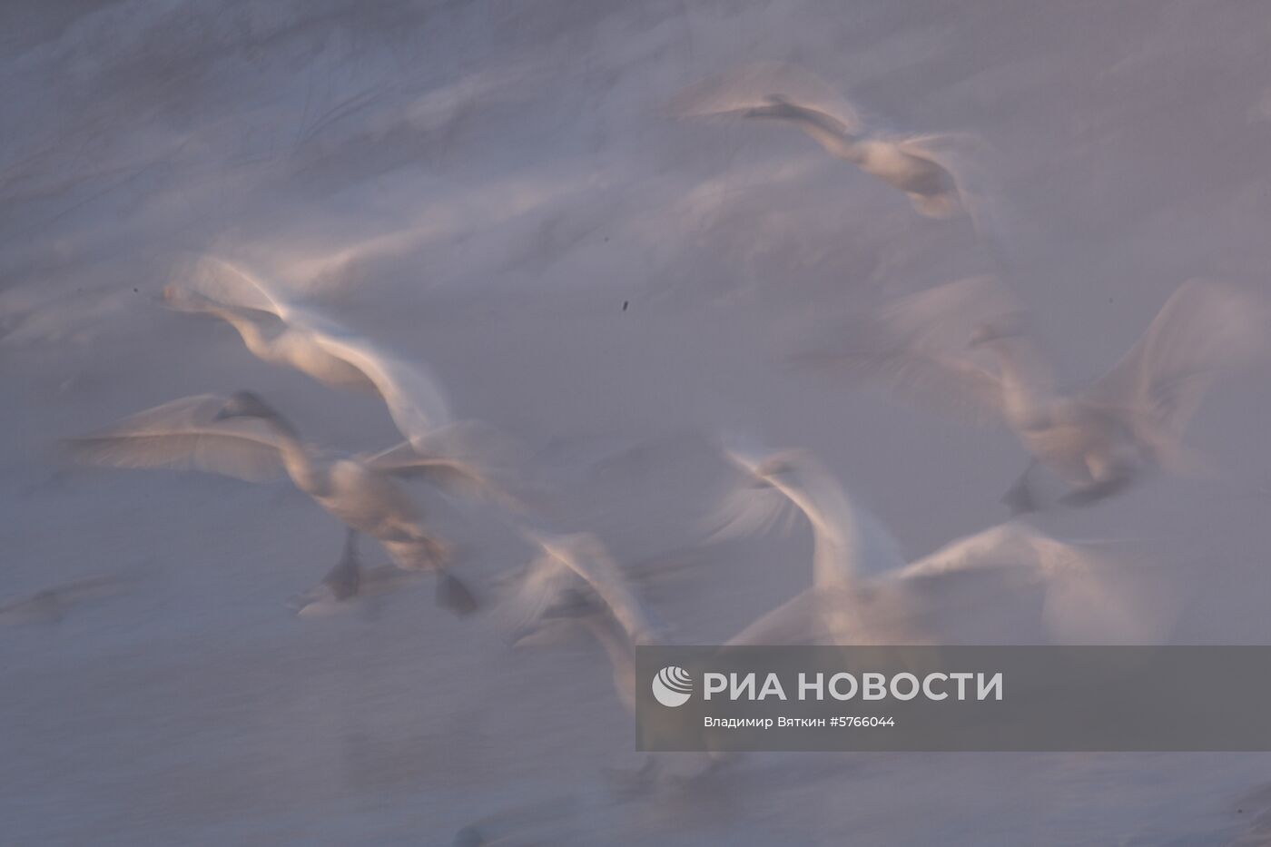 Государственный природный комплексный заказник "Лебединый"