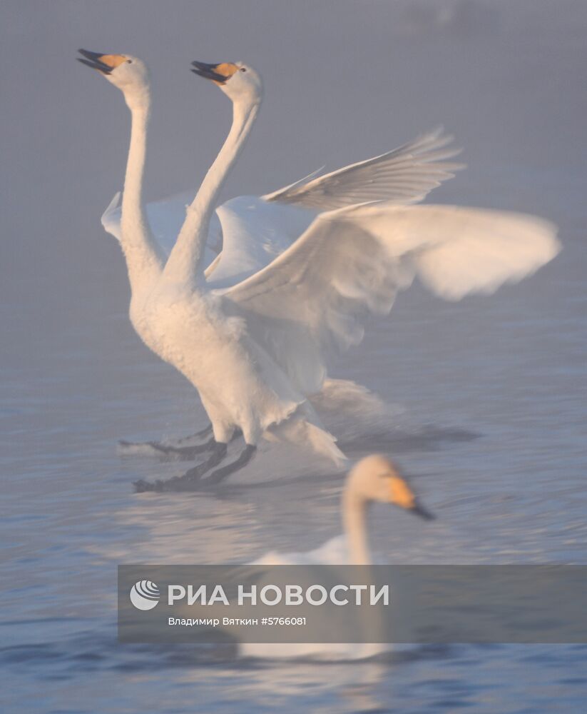 Государственный природный комплексный заказник "Лебединый"