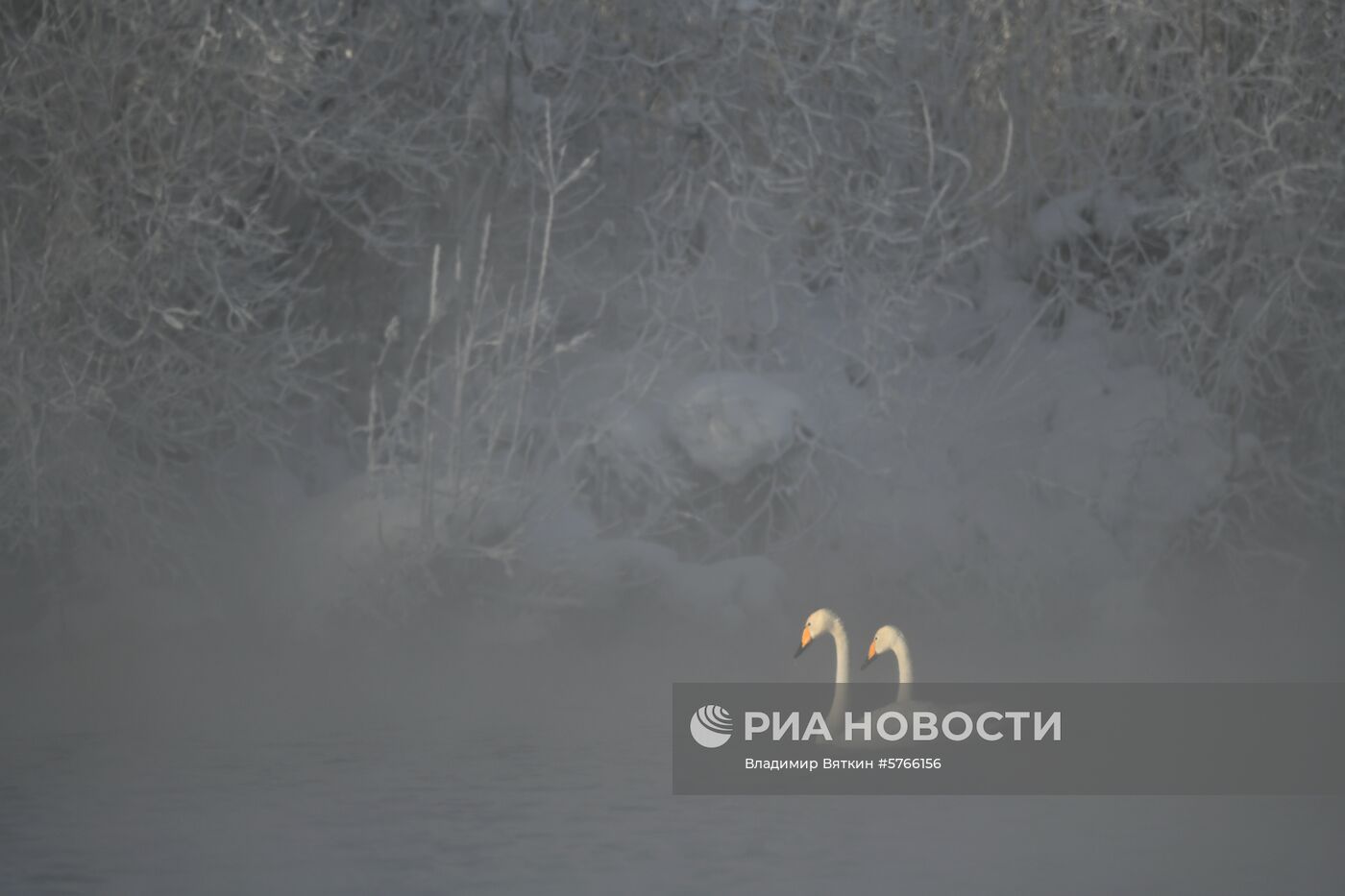 Государственный природный комплексный заказник "Лебединый"