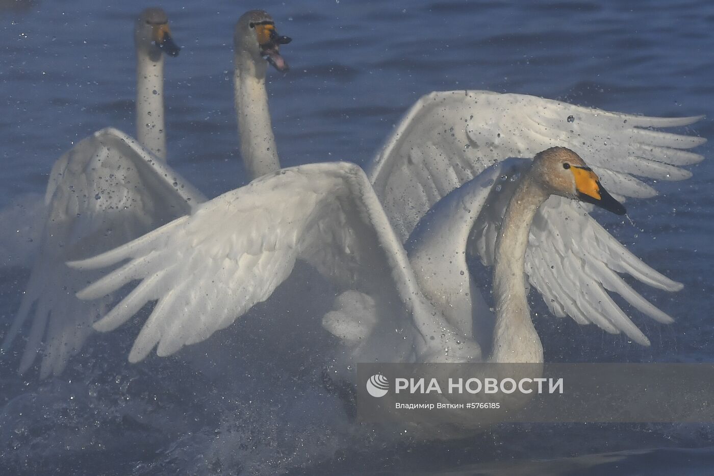 Государственный природный комплексный заказник "Лебединый"