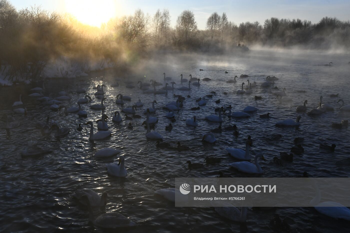 Государственный природный комплексный заказник "Лебединый"