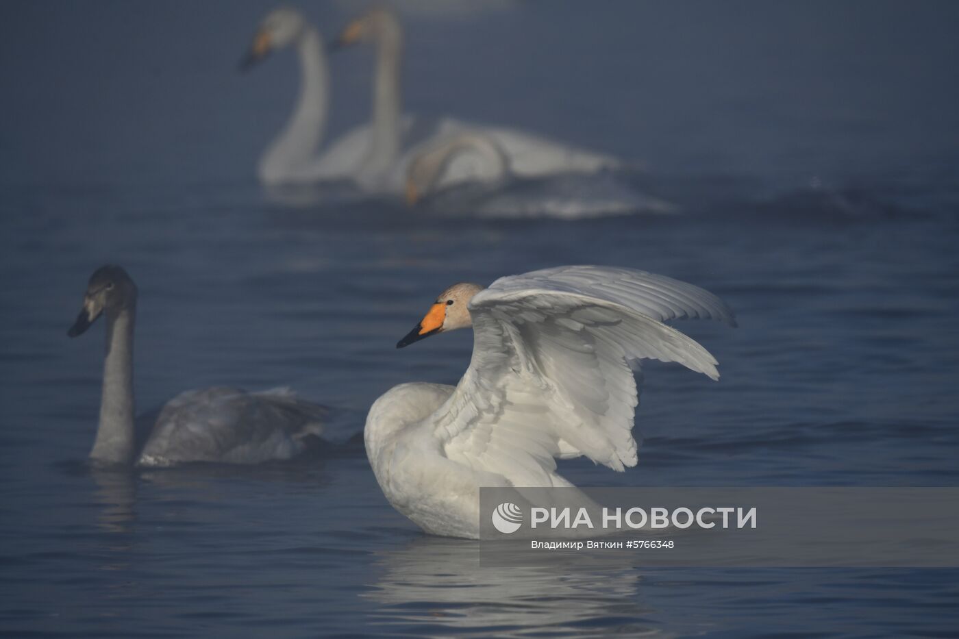 Государственный природный комплексный заказник "Лебединый"