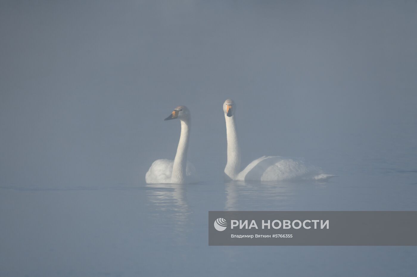 Государственный природный комплексный заказник "Лебединый"