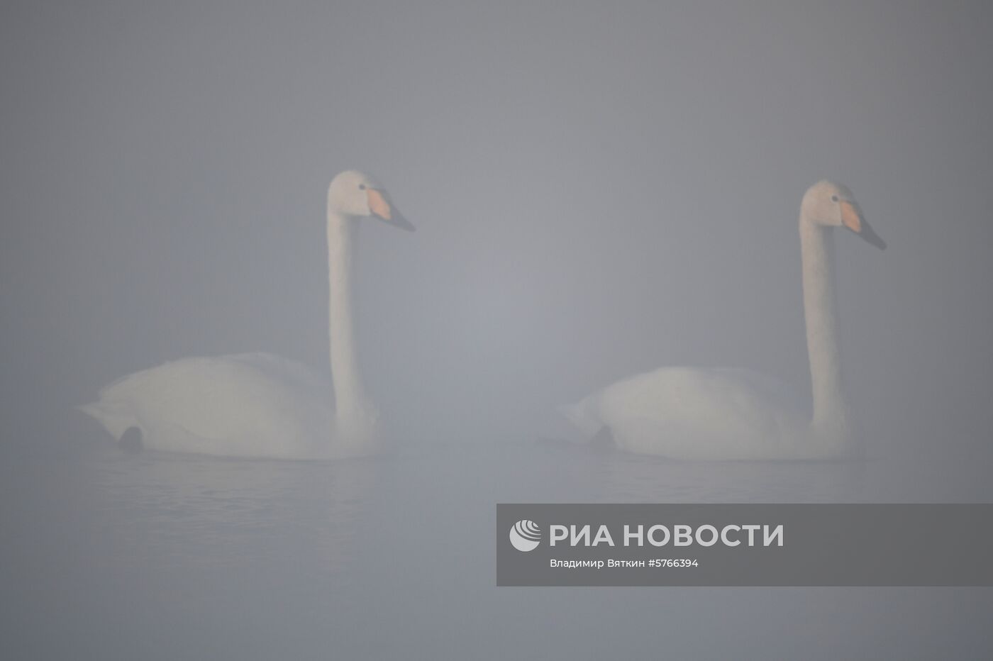 Государственный природный комплексный заказник "Лебединый"